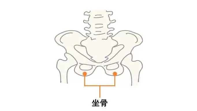 坐骨.JPG